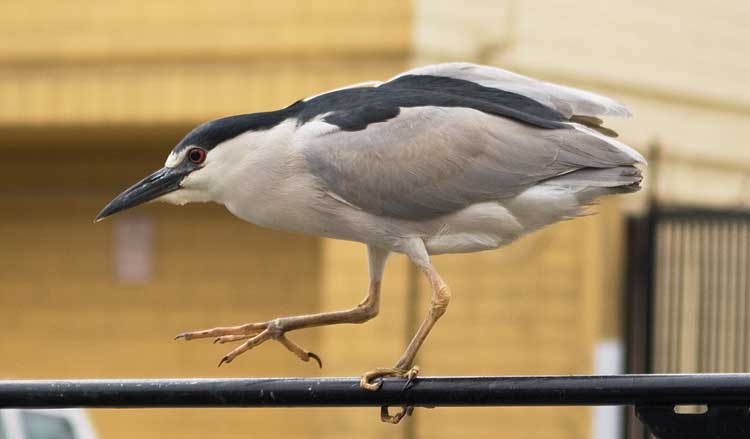 Chinatown in Oakland.