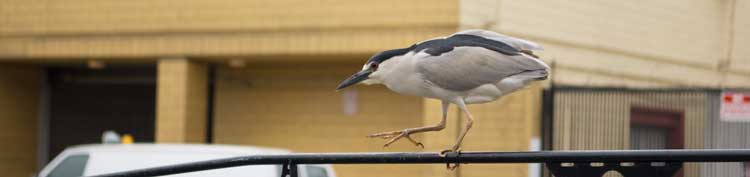 Chinatown in Oakland.