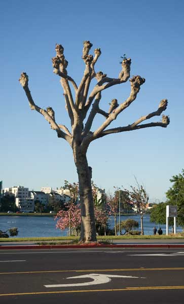 Lake Merritt, Oakland