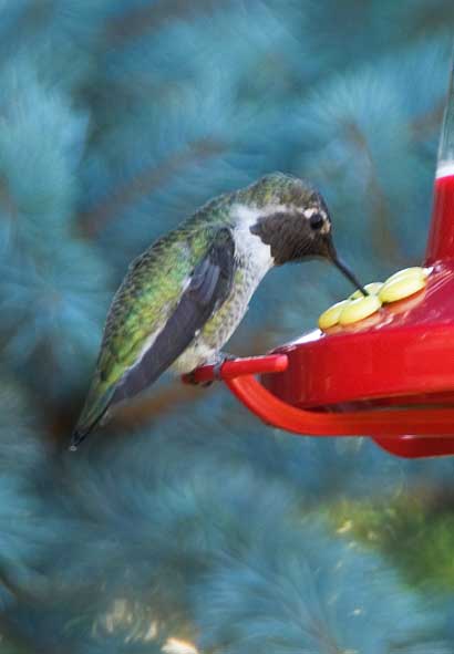 Hummingbird at 1/20th of a second.