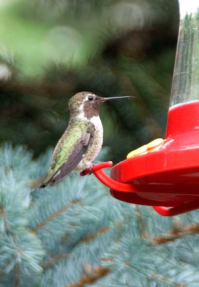 Hummingbird at 1/13th of a second.