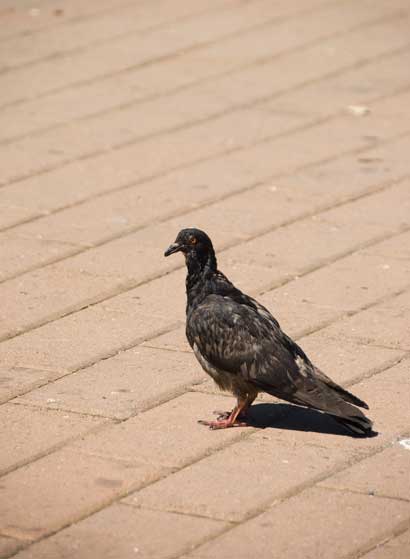 Pigeons in Oakland near the Grand Lake Theater