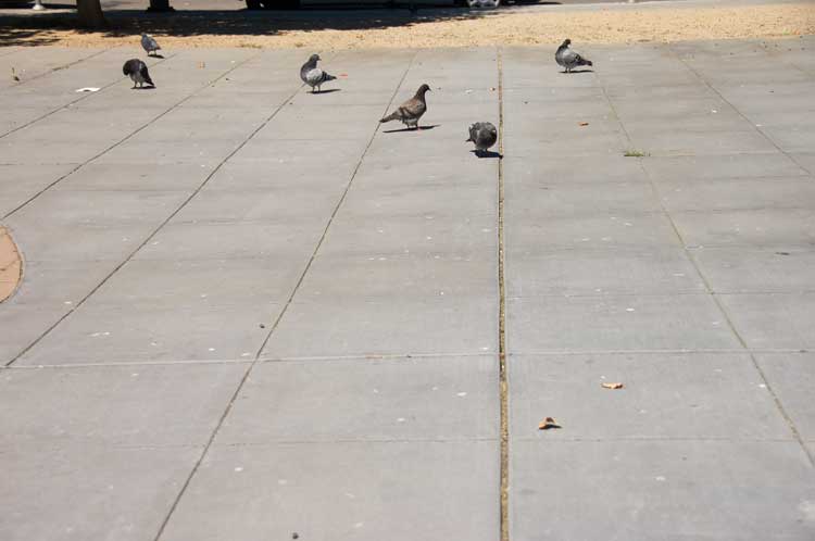 Pigeons in Oakland near the Grand Lake Theater