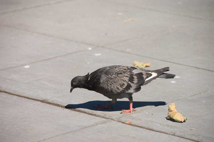 Pigeons in Oakland near the Grand Lake Theater