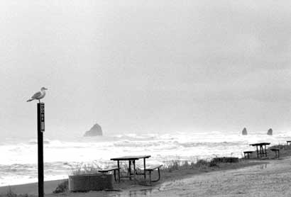 Off Highway 101 along the Oregon coast