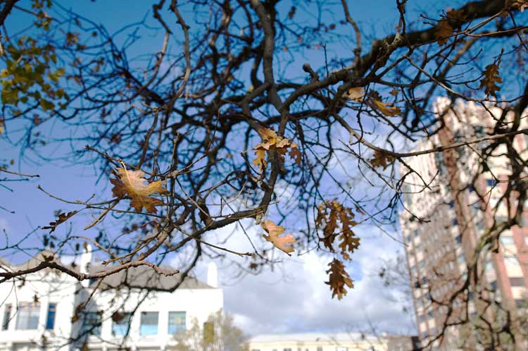 Lake Merritt area, Oakland.