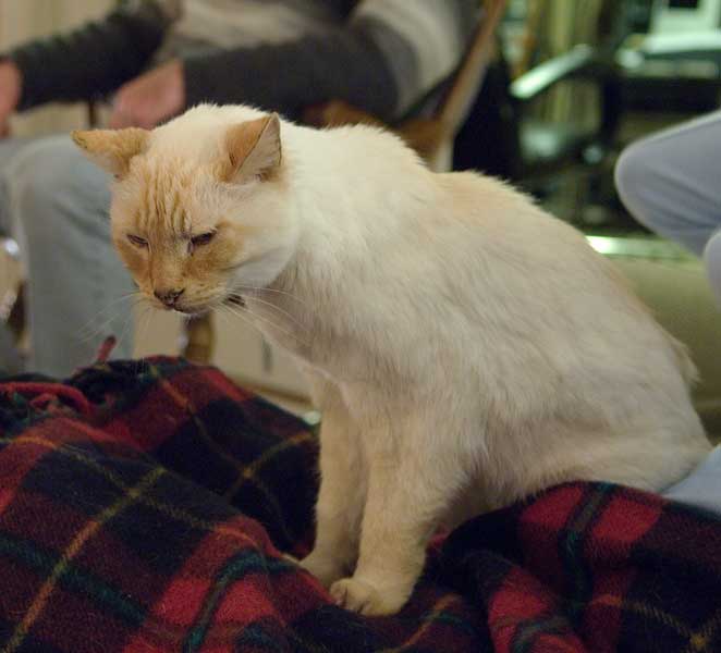 The “Old Cat” on my sister's lap in Oregon.