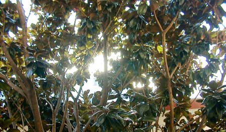 Late afternoon sun through Magnolia tree in back.