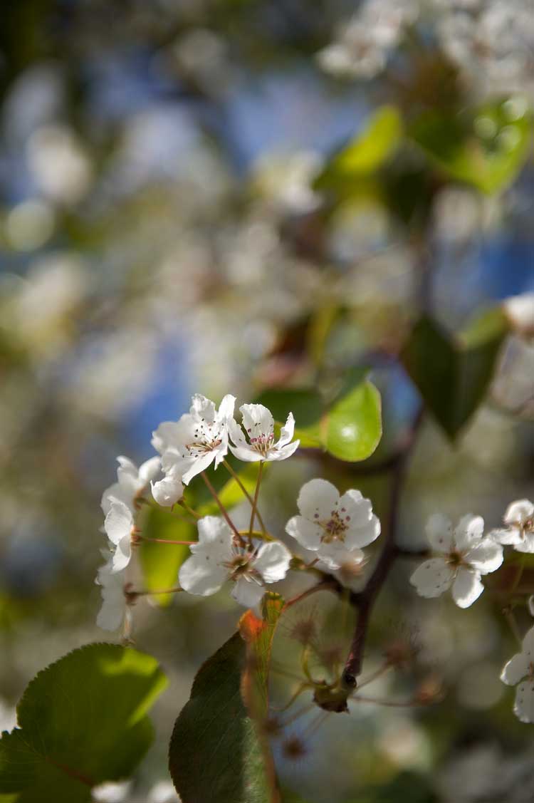 Cherry blossoms in February?