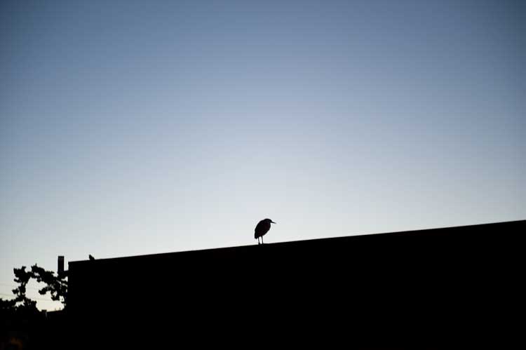 The roof of an abandoned burger place in Oakland.