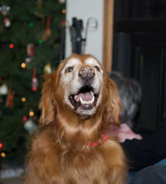 Family Christmas party in Seattle.