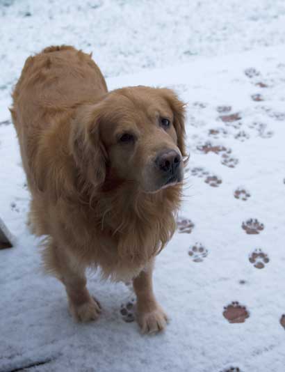 Ozzie (the wonder dog) in the far north