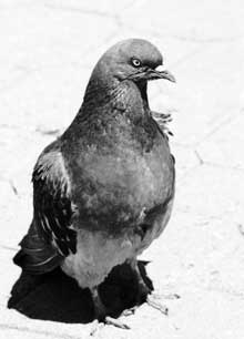 San Francisco (mean assed) pigeon