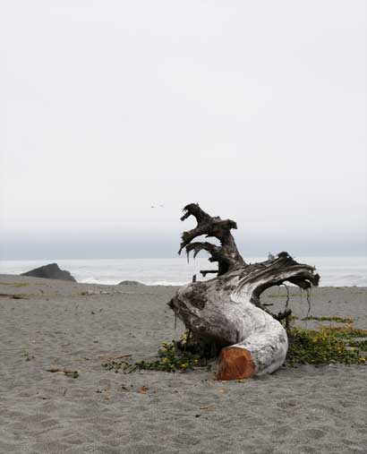 The Oregon Coast