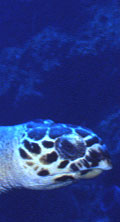 Turtle swimming, Grand Cayman Islands.