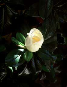 Magnolia blossom off the balcony.