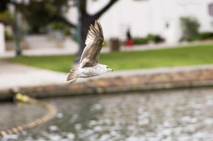 Lake Merritt, Oakland