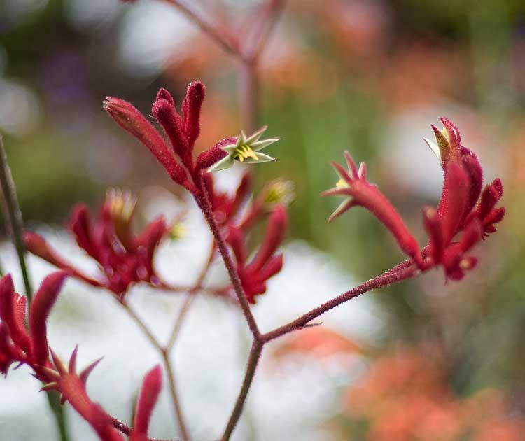 Kangaroo paw or Monkey paw in Oakland.