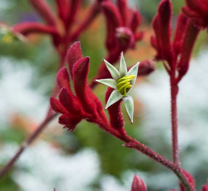 Kangaroo paw or Monkey paw in Oakland.