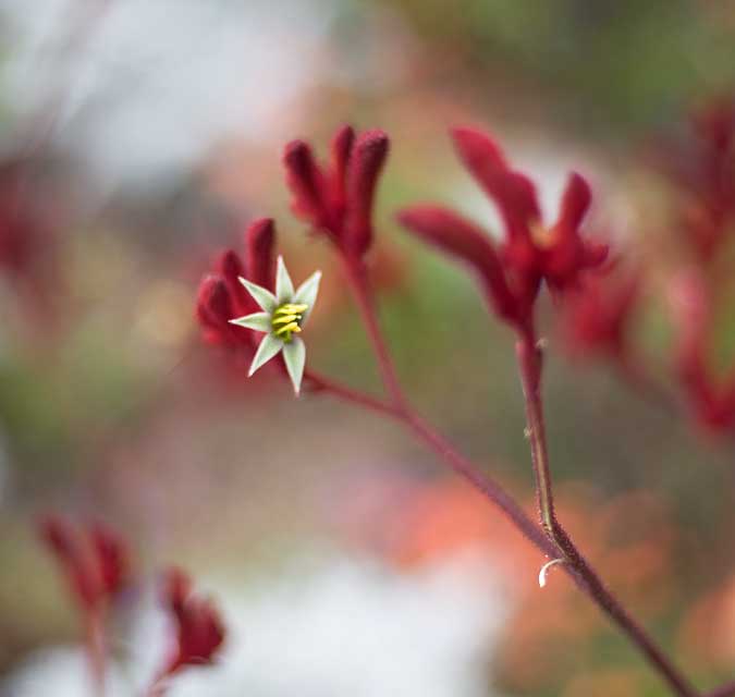 Kangaroo Paws in front of the APL building on Broadway in Oakland.