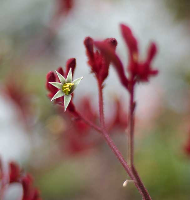 Growth check on the Monkey (Kangaroo) Paw in front of the APL building in Oakland.