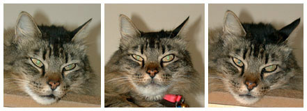 Mr. Wuss, sleepy, probably pissed.