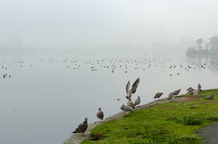 Lake Merritt in Oakland