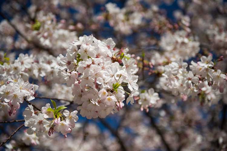 Cherry blossoms in front of Oakland City Hall.