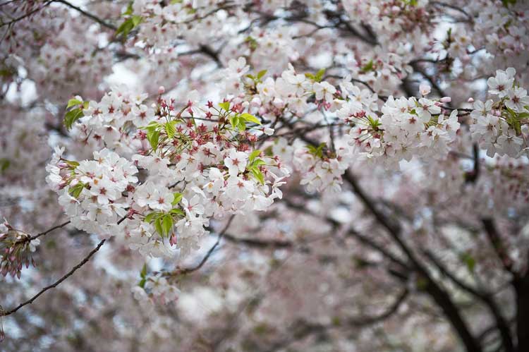 Cherry blossoms in front of Oakland City Hall.