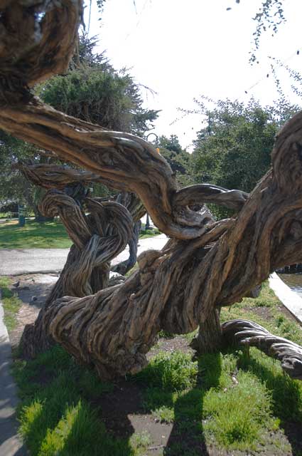 A tree near Harrison and Grand in Oakland.