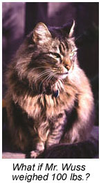 Punk teenager expression on cat.