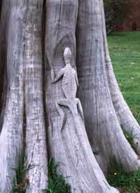 A tree in Oregon.