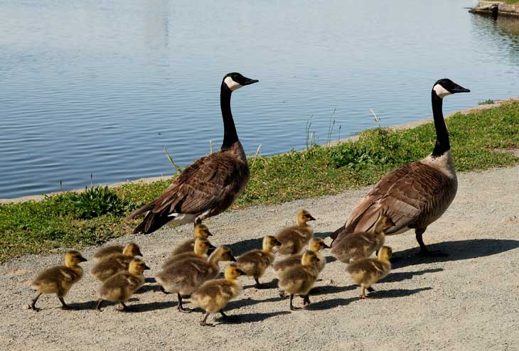 Walking back from breakfast today in Oakland