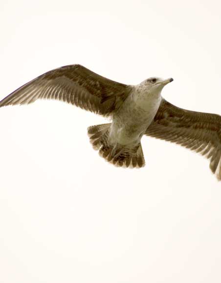 Lake Merrit in Oakland
