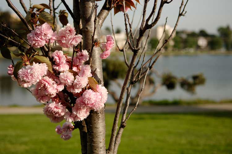 Near Lake Merritt in Oakland.