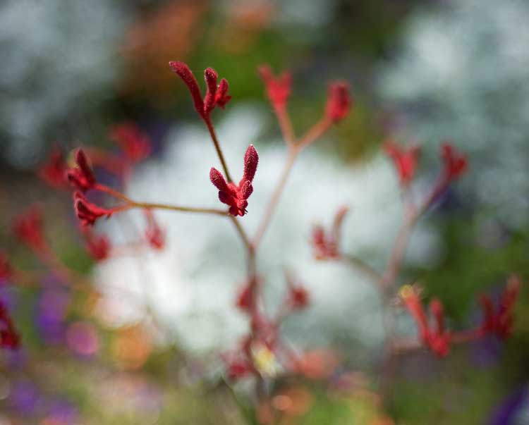 A flower (of some kind) grows in downtown Oakland.