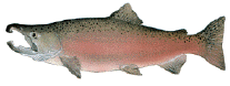 Coho salmon