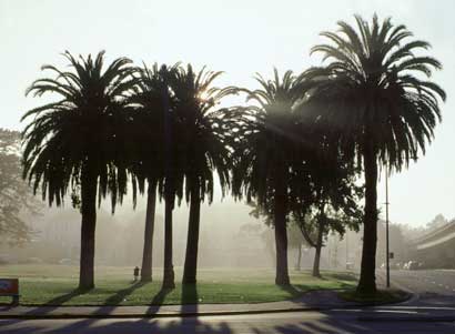 Morning, Lake Merritt, Oakland