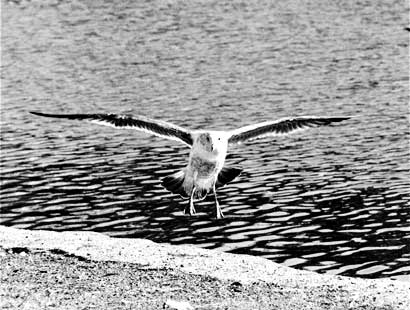 Lake Merritt, Oakland