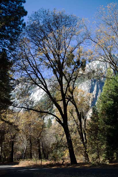 Yosemete Valley floor, California.