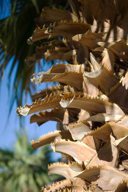 Palm tree, Furnace Creek bar, Death Valley, California.