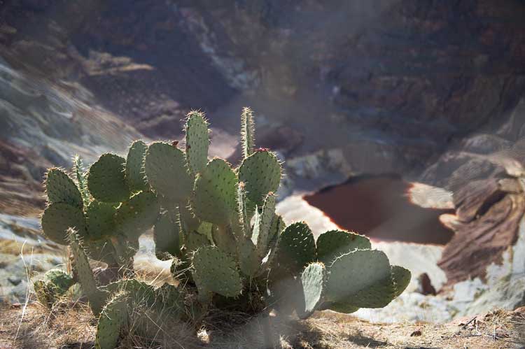 Cactus overlooking a copper colored pool at the bottom of the Bisbee open pit mine.