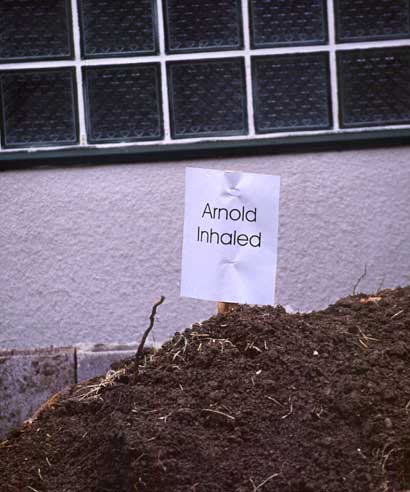 A front yard in Berkeley