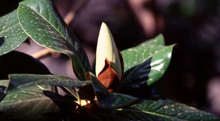 A bud ready to bloom on the Magnolia tree by the balcony.