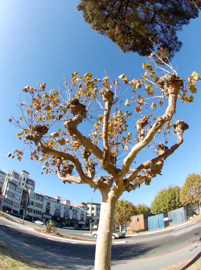 Lake Merritt, Oakland